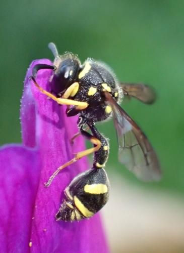 Eumenes sp.